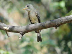 Contopus pertinax