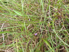 Psoralea asarina
