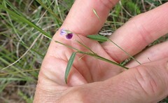 Psoralea asarina