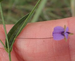 Psoralea asarina