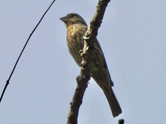 Haemorhous mexicanus