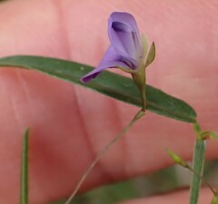 Psoralea asarina
