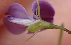 Psoralea asarina