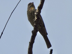Haemorhous mexicanus