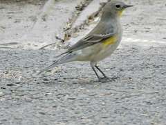 Setophaga coronata auduboni