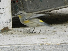 Setophaga coronata auduboni