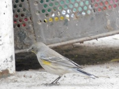 Setophaga coronata auduboni