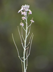 Hesperidanthus linearifolius