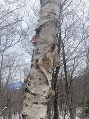 Betula cordifolia