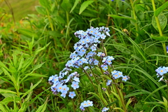 Myosotis