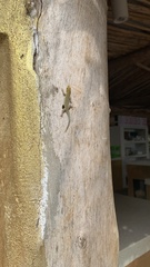 Lygodactylus picturatus