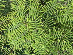 Gleichenia