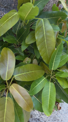 Ficus subpisocarpa
