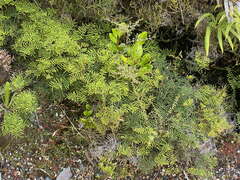 Gleichenia