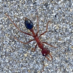 Myrmecia analis