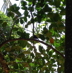 Dicrurus caerulescens