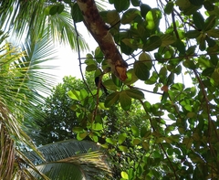 Dicrurus caerulescens