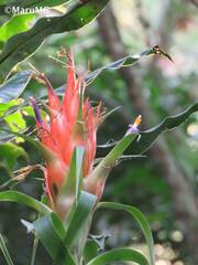 Tillandsia ponderosa