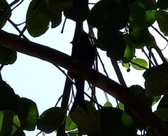 Dicrurus caerulescens