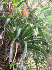 Tillandsia ponderosa