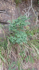 Wikstroemia nutans