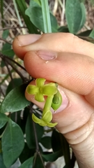 Wikstroemia nutans