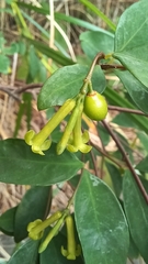 Wikstroemia nutans