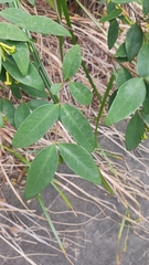 Wikstroemia nutans