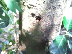 Gasteracantha geminata