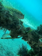 Parablennius intermedius