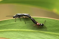 Tiphioidea