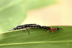 Tiphioidea