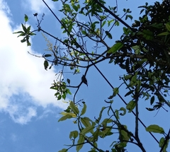 Dicrurus caerulescens