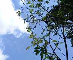 Dicrurus caerulescens