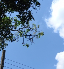 Dicrurus caerulescens