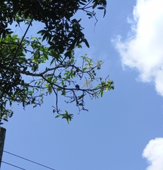 Dicrurus caerulescens