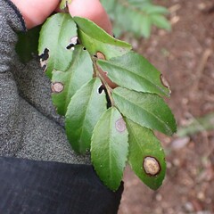 Phyllosticta vaccinii