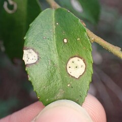 Phyllosticta vaccinii