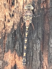 Austroaeschna parvistigma