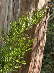 Libocedrus bidwillii