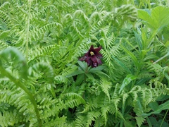 Fritillaria camschatcensis