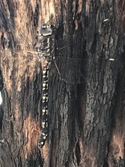 Austroaeschna parvistigma