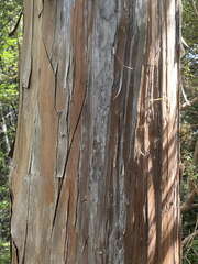 Libocedrus bidwillii