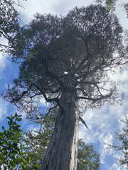 Libocedrus bidwillii