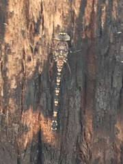 Austroaeschna parvistigma