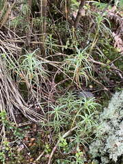 Dracophyllum recurvum