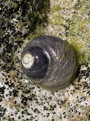 Austrocochlea rudis