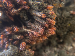 Andreaea