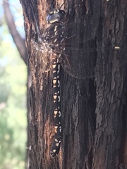 Austroaeschna parvistigma