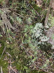 Dracophyllum recurvum